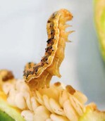 Larve von Helicoverpa armigera an Paprika.