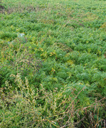 Die gesunde und möglichst unkrautfreie Möhrenkultur ist das Ziel, das jedocheiniges Wissen und Erfahrungen voraussetzt.