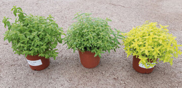 Lippia citriodora. 