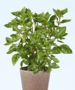 Ocimum basilicum‘Coldasil’.