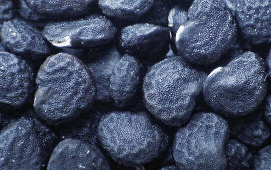 Die schwarzen Samen sind rund 3 bis 4?mm gro�.