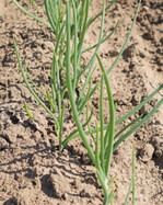 Zwiebeln sind eine der Gemüsekulturen auf den DLG-Feldtagen.