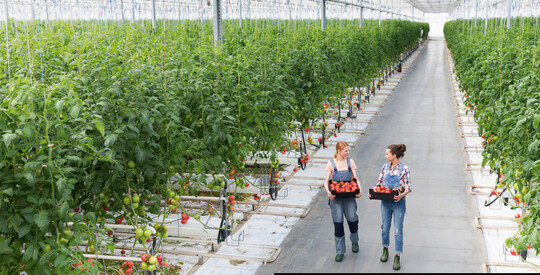 Oft werden Frauen nicht in der Hofnachfolge vorgesehen. Der Anteil an Betriebsleiterinnen hierzulande ist daher noch immer gering.