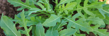Rucola