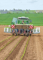 Daniel Grieshaber beim Setzen der Selleriepflanzen.