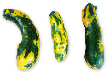 Am Gurkenmosaikvirus infizierte Frchte sind verformt und zeigen gelbgrne Scheckungen. Die Symptome sind je nach Alter der Frchte unterschiedlich ausgeprgt.