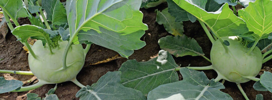 Kohlrabi