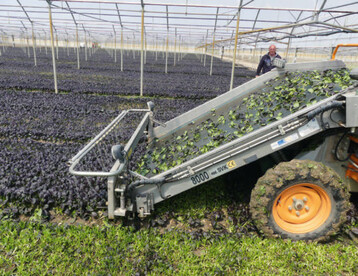 Mit dem Ortomec-Blattschneider wird im Betrieb Altamura roter Pak Choi als Mischungspartner fr Babyleaf-Salate geerntet. 
