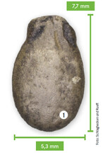 Einzelne Wassermelonen-Samen, Länge circa 8 mm.