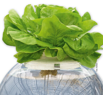 Beim System Dry Hydroponics kommt das Pflanzsubstrat mit der Nhrlsung nicht in Berhrung. Die Hauptwurzel wchst in Richtung Wasser.