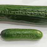 Richard Neuhoff beschriftet Gemüse per Laser.