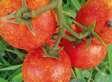Die Grne reiswanze verursacht schneeflockenartige, weie, harte Flecken auf tomaten und Paprikafrchten