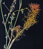 Der Erreger der Blatt- und Stängelanthraknose des Gewürzfenchels, der Pilz Passalora puncta, verursacht einen Befall an den Blättern des Gewürzfenchels.