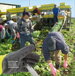 Schnittverletzungen stehen an erster Stelle der Arbeitsunfälle in Gemüseproduktionsbetrieben.