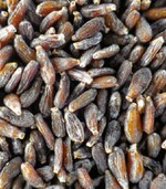 Estragon Samen ca. 1,5 mm lang