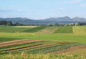 Gemseproduktion im Chiemgau ist ein Alleinstellungsmerkmal des Bio-Gemsehofs Steinmal.