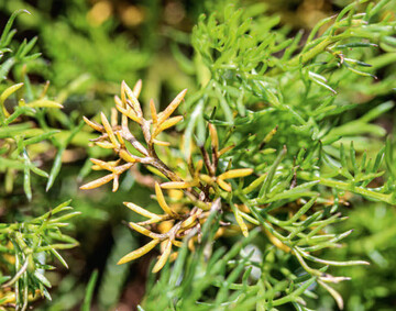 UBK (unbekannter Pilz) der Gattung der rhexocercosporidiumhnlichen Pilze: Verbrunte Triebspitzen der Kamille-Pflanze im Feldbestand.