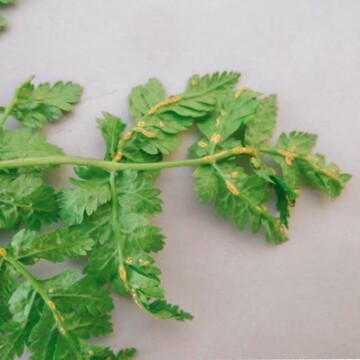 Lngliche Aecidiensporenlager des Rostes Puccinia chaerophylli auf der Blattunterseite der Sdolde Myrrhis odorata.