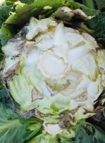 Bewässerung nach trockenheit führte zu Wachstumsschüben und deshalb manches Mal zu rippenabplatzern bei Weißkraut.