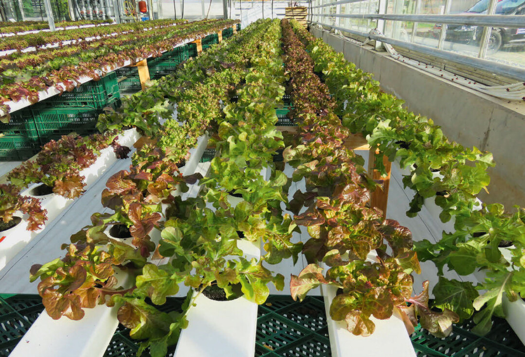 Hydroponische Systeme setzen sich bei der Salatproduktion in städtischen Räumen durch.