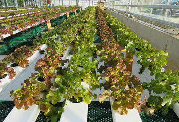 Hydroponische Systeme setzen sich bei der Salatproduktion in stdtischen Rumen durch.