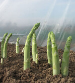 Überhitzter Grünspargel unter ungelochter Folie.