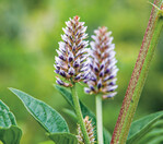 Ob die Blätter von Süßholz fungizide Eigenschaften haben, wird in einer Dissertation untersucht.