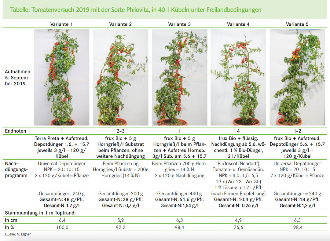 Tomatenversuch 2019 mit der Sorte Philovita, in 40-l-Kübeln unter Freilandbedingungen