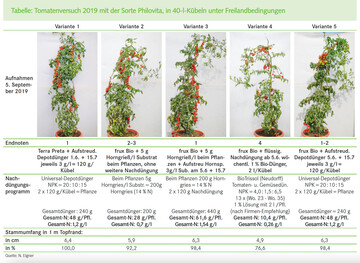 Tomatenversuch 2019 mit der Sorte Philovita, in 40-l-Kbeln unter Freilandbedingungen 