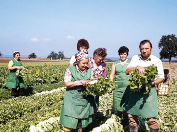 Otto und Lore Hespeler bei der Salaternte im eigenen Betrieb.