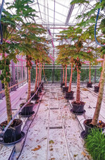 Hier sind die Papayapflanzen circa ein Jahr alt. Im Februar 2021 gab es die ersten reifen Früchte.