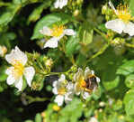 Der sonnige Frühling 2022 ließ die Natur regelrecht explodieren.