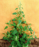 Weißer Gänsefuß: blühende Pflanze.