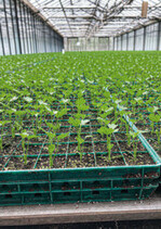 Energie wird nicht nur benötigt, um den mehrere Wochen oder Monate dauernden Produktionsprozessim Unter-Glas-Gartenbau abzusichern, sondern auch, um die kommenden Pflanzungen und damit Ernte vorzubereiten.