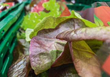 Fr weiteres Unverstndnis in der Branche sorgte das Angebot von Netto im Mai, wonach deutsche Salate und Kohlrabi bei einem Einkaufswert von 30  fr 1 Cent mitgenommen werden konnten. Regionales Gemse verkommt so zu einem Wegwerfprodukt, whrend in der Politik ber Lebensmittelverschwendung, Folgen des Krieges und Ernhrungssicherheit diskutiert wird.