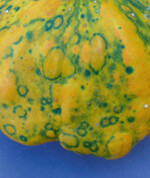 Verbeulte Früchte, grüne Ringe und Muster sind typische Symptome für den Befall mit dem Virus.