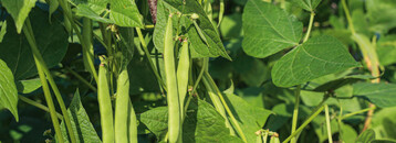 Buschbohnen