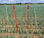 So sieht der Bodenfeuchtesensor von PlantCare im Einsatz in einem Porreebestand aus.
