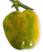 Durch den Eingriff in den Stoffwechsel sind die Früchte bei der Abreife unregelmäßig ausgefärbt.