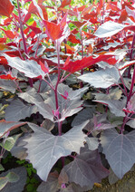 Speisemelde ‘Magnum’.