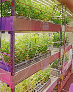 In dem Container der Hochschule Weihenstephan-Triesdorf wachsen auf mehreren Etagen unter anderem Erbsen. Die Schläuche sind für
Forschungszwecke und würden in einer normalen
Vertical Farm-Anlage nicht zu finden sein.