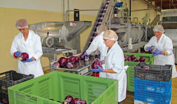 Rotkohlverarbeitung beim Unternehmen Urbanek auf der Hhe westlichen Standards. Rund 250 t Obst und Gemse werden in der Produktionszeit tglich vorbereitet und in Glser eingelegt.