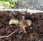 Wulstige erdraupe an einer Salat-Jungpflanze.