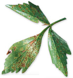 Der Rostpilz Puccinia bornmuelleri befällt die Unterseite der Blätter des Liebstöckels.