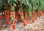 Prall: Für Züchtungszwecke reifen
Tomaten an der Pflanze.