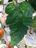 Gefürchtet sind die Symptome des
Pepino-Mosaikvirus, hier auf dem Blat