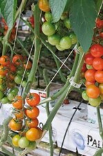 Mit 3 ha Anbaufläche sind Tomaten
noch nicht das Hauptprodukt
im Betrieb Cornu in der französischen
Schweiz.