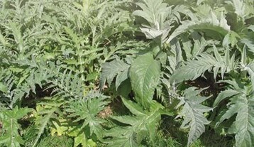 Beim Anbau von Artischocken fr die Gewinnung von Inhaltsstoffen sind
drei Ernten pro Jahr mglich.