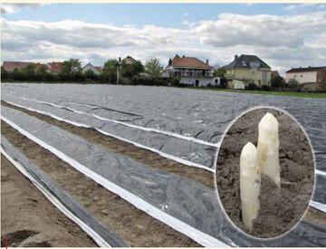 Der Folieneinsatz trgt dazu bei, die Erntemenge bei Spargel zu entzerren;
Tipps fr die Vermarktung von Spargel gab es auf dem 1. Produkttag
Spargel in Bayern.