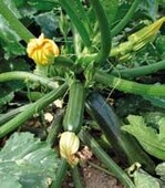 ’Fidela‘ (CV.24-36), F1, ist eine
Zucchinisorte von Vilmorin
mit mittelgrünen Früchten,
dreifach resistent.